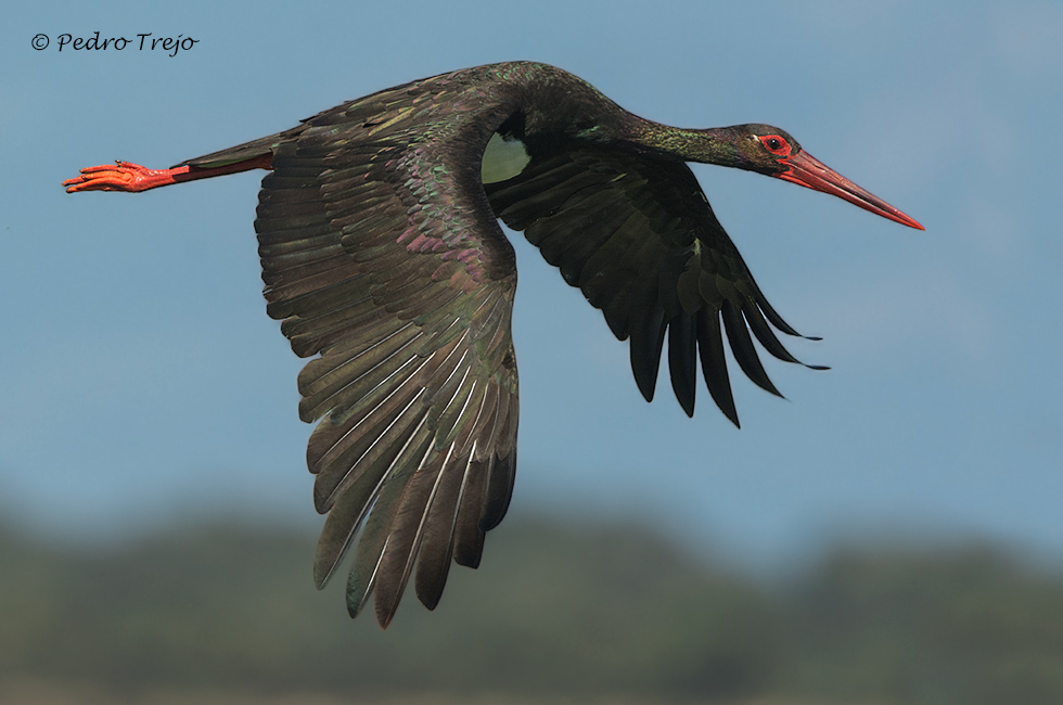 Cigüeña negra (Ciconia nigra)